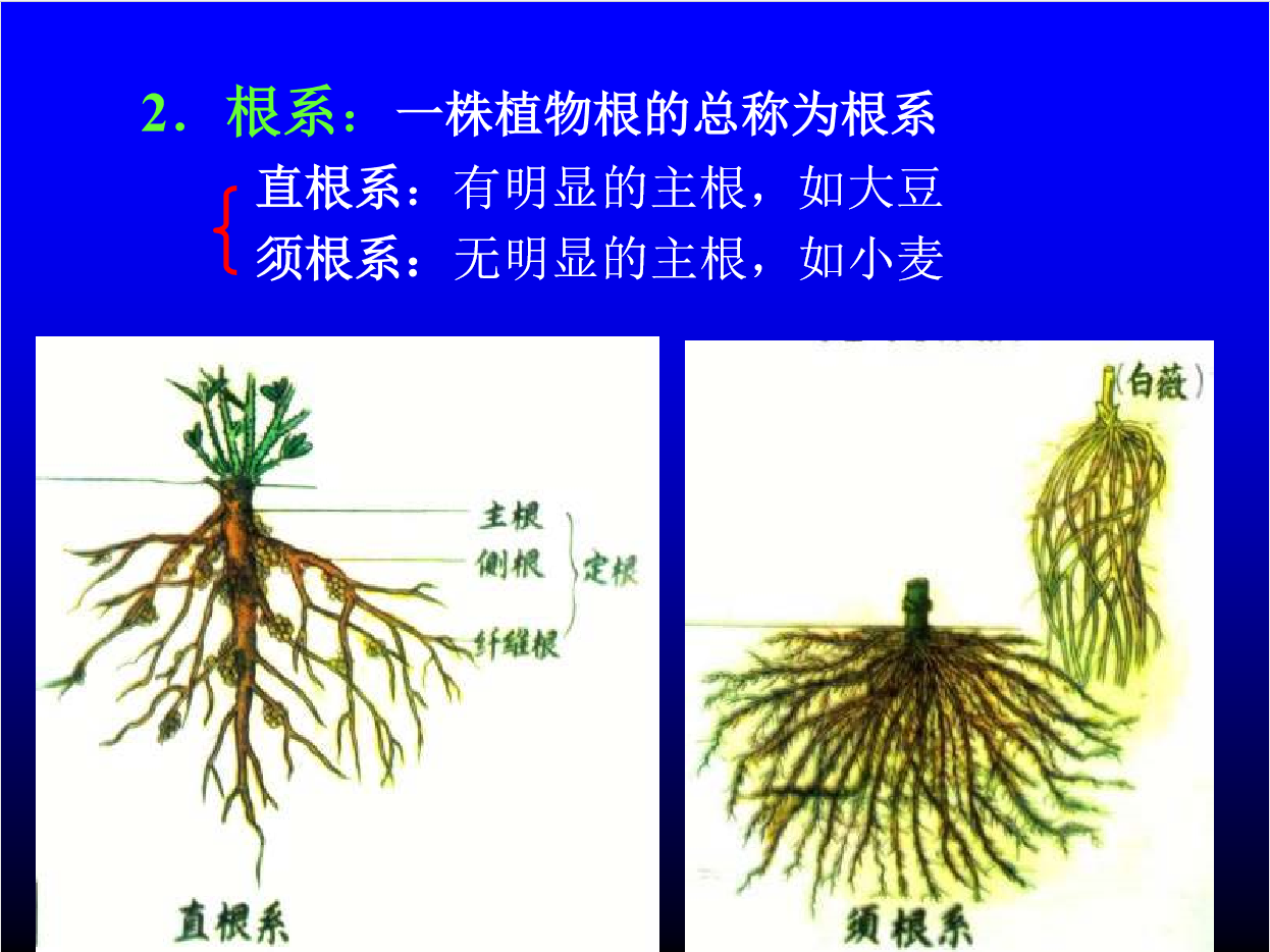 植物的根-广东工业大学 环境科学与工程学院环境生态工程系