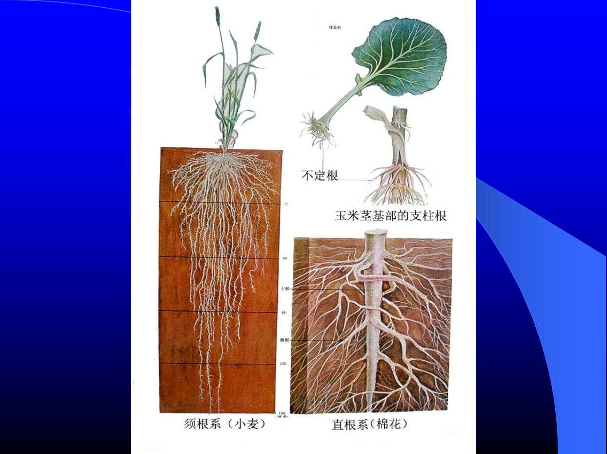 铁马鞭-甘肃草原植物-图片